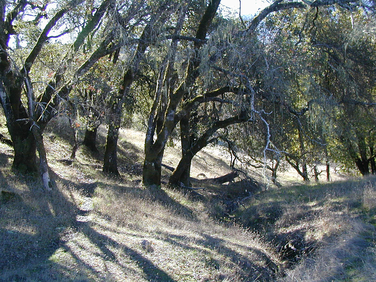 Sheepdung trees shadows